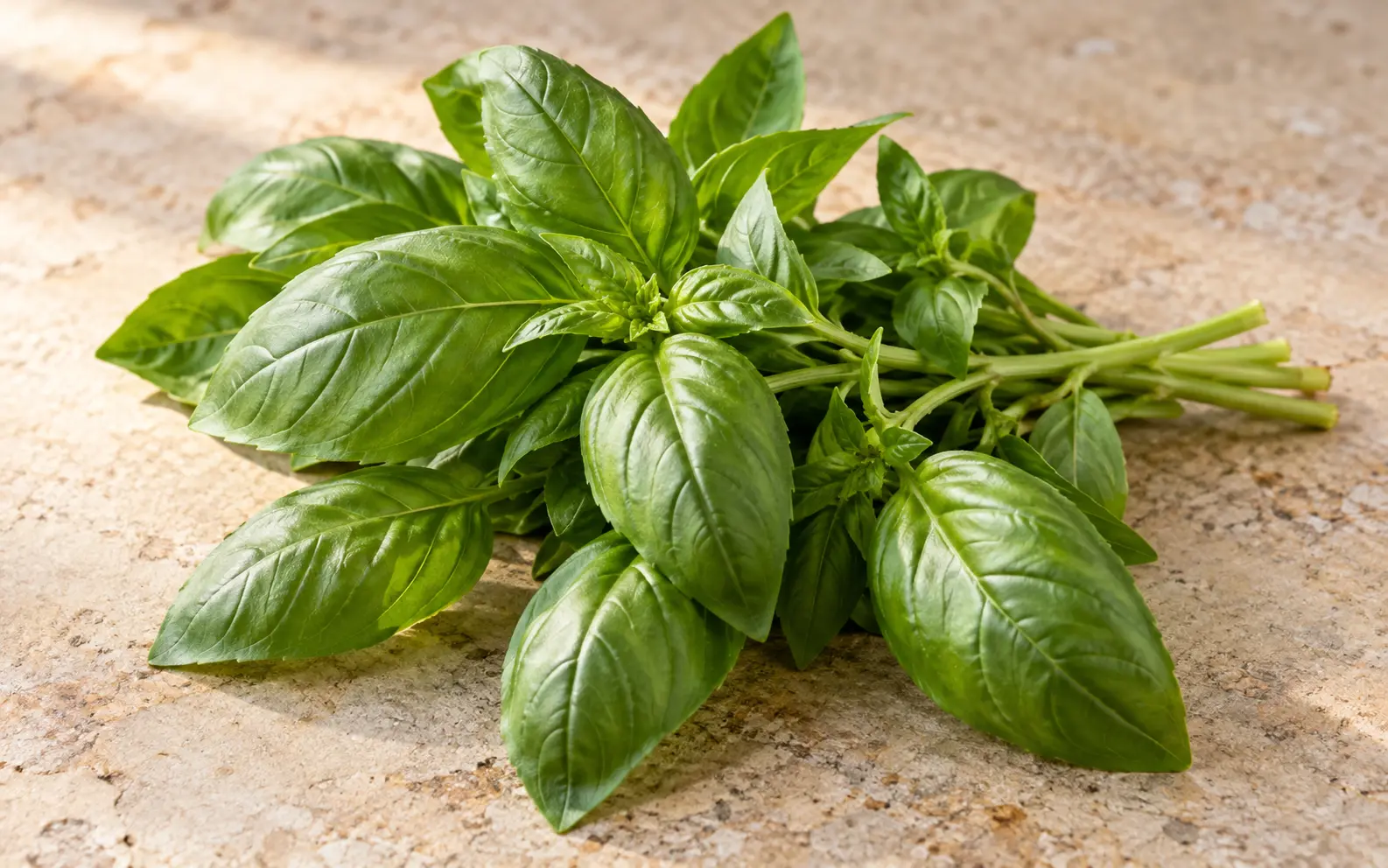 Basil